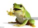 Go to record The life cycle of a frog