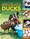 Go to record An absolute beginner's guide to raising backyard ducks