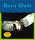 Go to record Barn owls