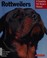 Go to record Rottweilers : everything about purchase, care, nutrition, ...