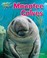 Go to record Manatee calves