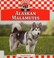 Go to record Alaskan Malamutes